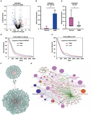 LncRNAs Predicted to Interfere With the Gene Regulation Activity of miR-637 and miR-196a-5p in GBM